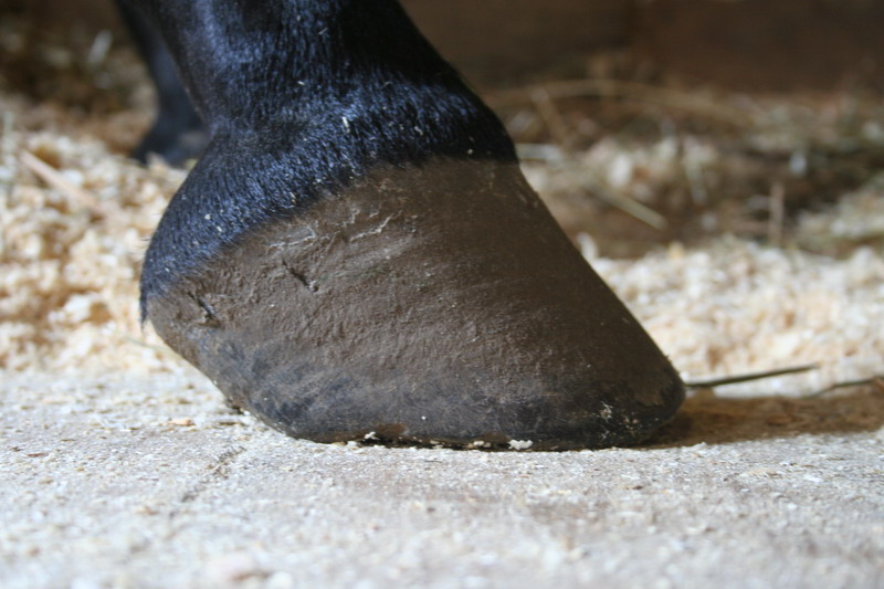 IMG_0110.jpg1.jpg"%20height="533"%20width="800